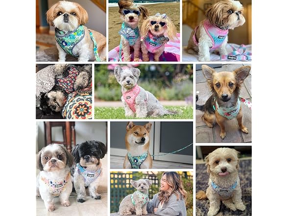Blueberry Pet Essentials Soft & Comfy Bahama