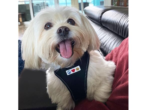 Pawtitas Dog Vest Harness Made with Breathab
