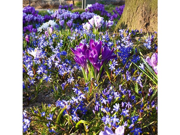 Rock Garden Flower Collection - 55 Bulbs
