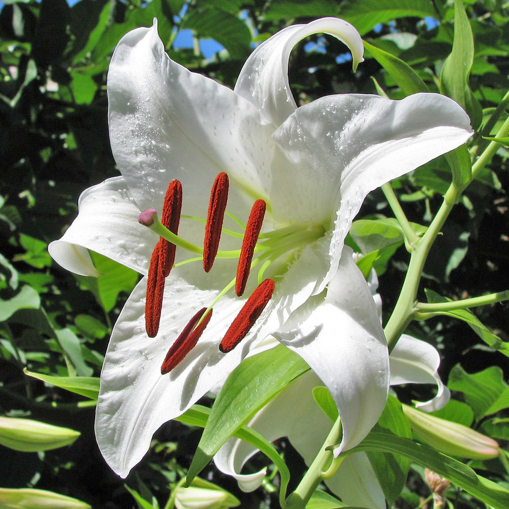 Giant Tree Lily Flowers - Gallery 10