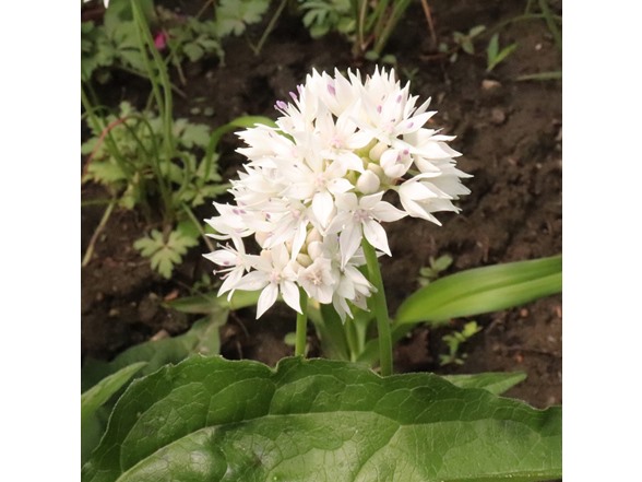 Graceful White Allium Flowers