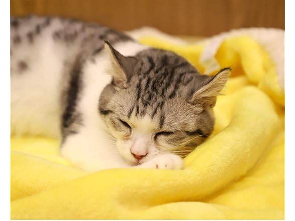 furrybaby Dog Blankets for Small Dogs & Cats