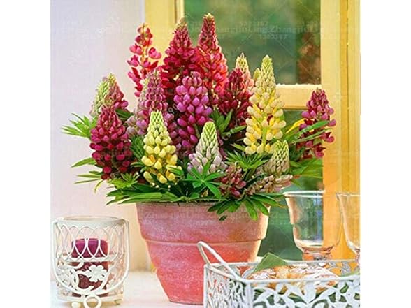 22Day Seeds Lupin Dwarf Mix Perennial