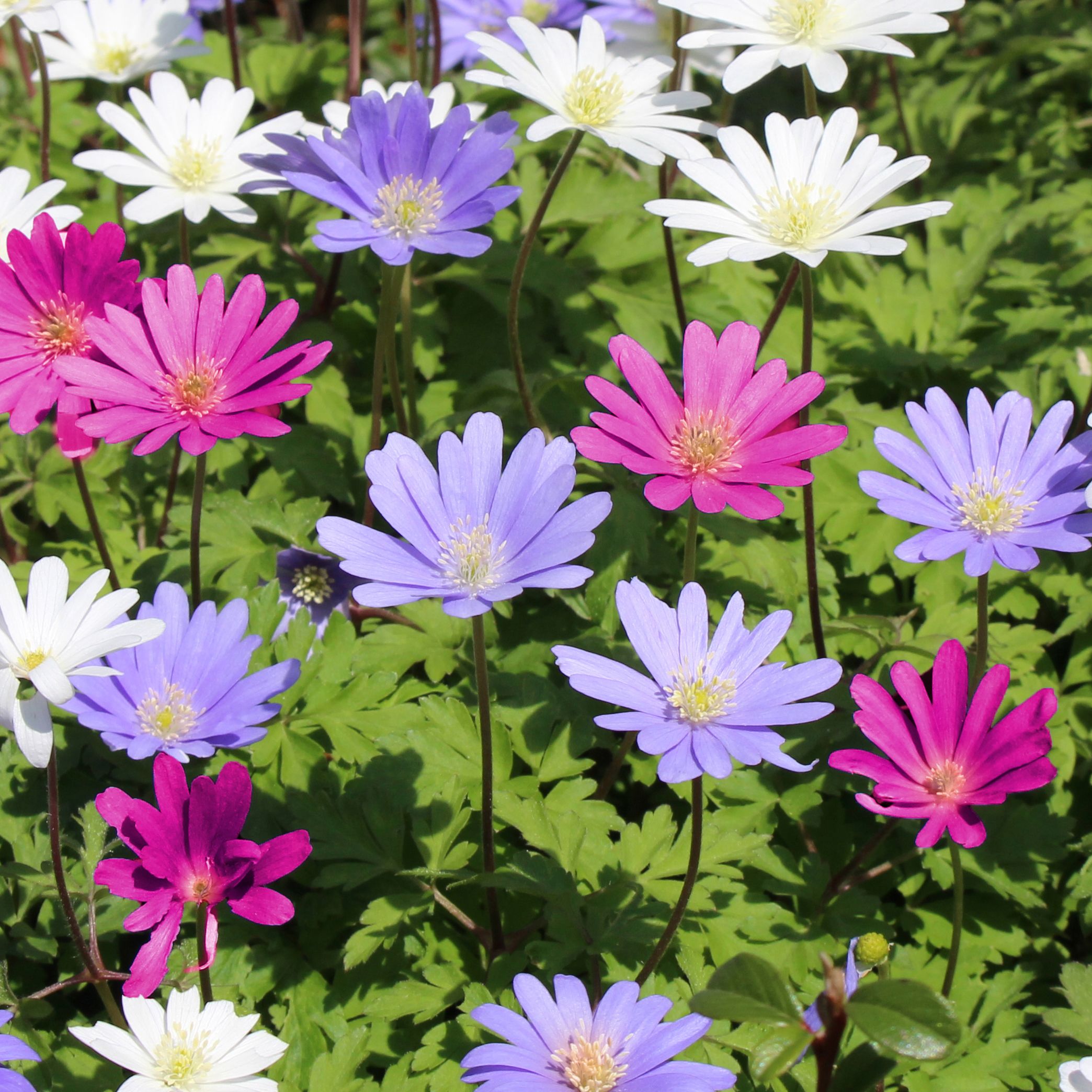 Anemone "Dutch Fireworks" Flower Mix - Gallery 6