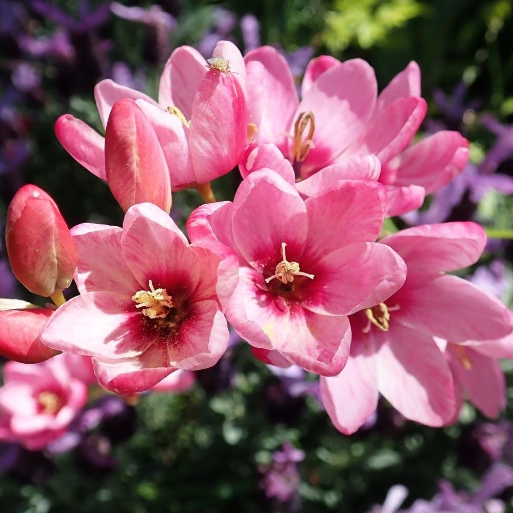 Bees & Butterfly Collection (100 Bulbs) - Gallery 15