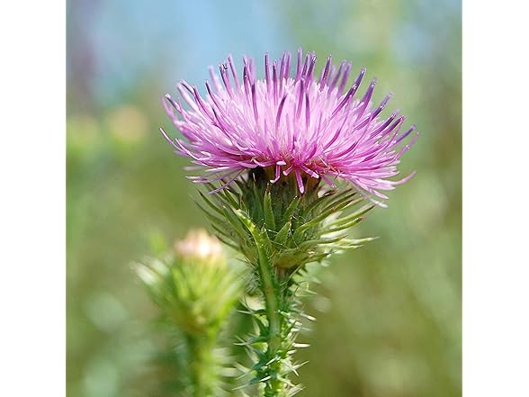 NEW NORDIC Active Liver 30ct