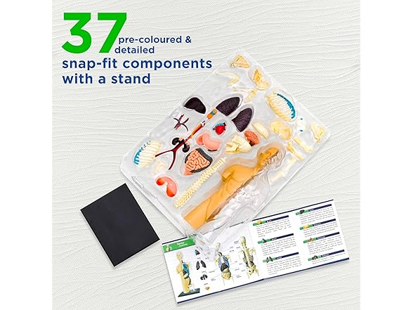 Thames & Kosmos 260830 Human Body Anatomy Model Toy