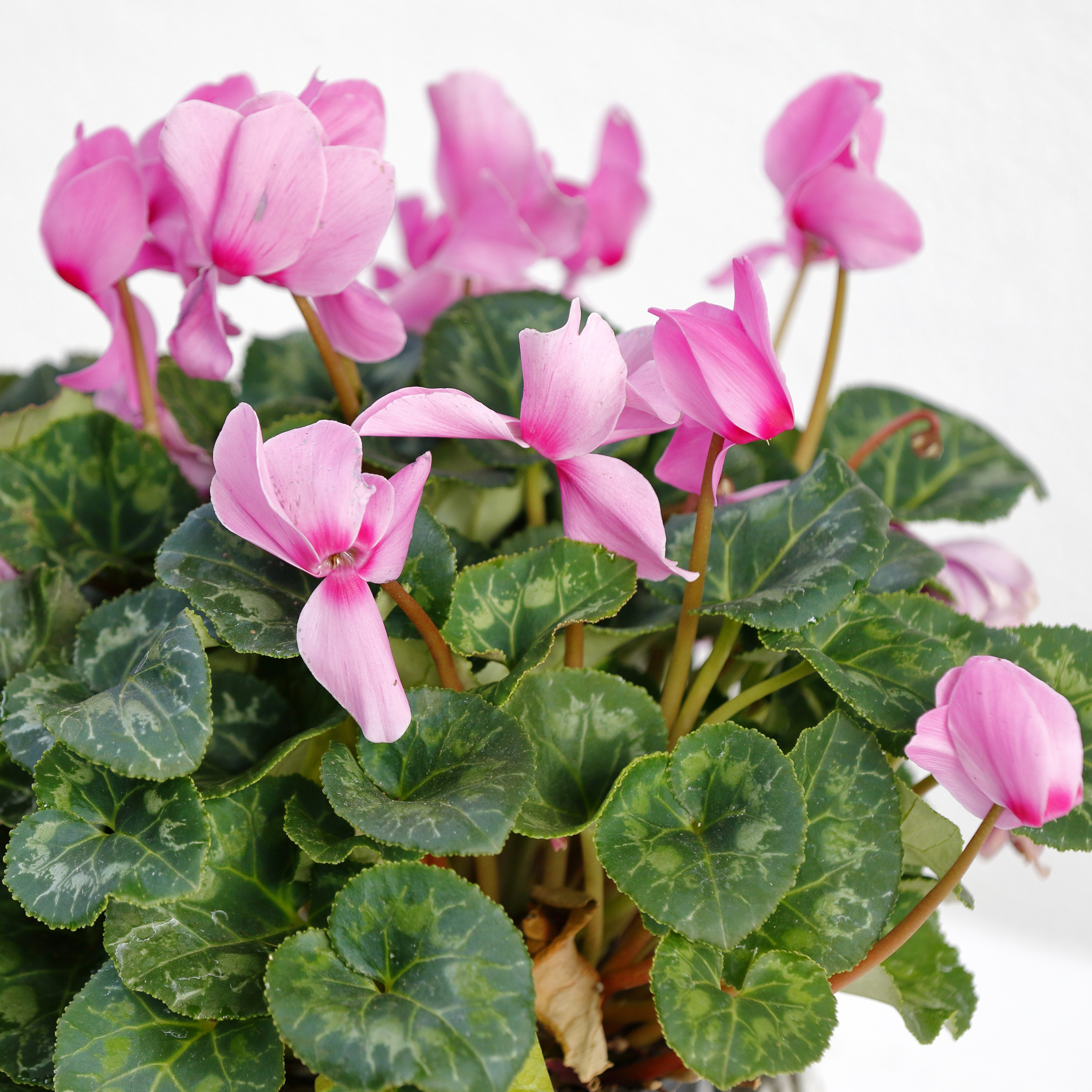 Pink Crush Cyclamen Flowers - Gallery 10