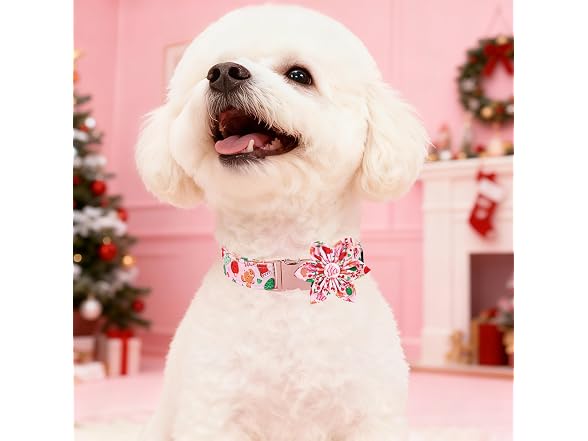 Maca Bates Christmas Pink Dog Collar with Fl