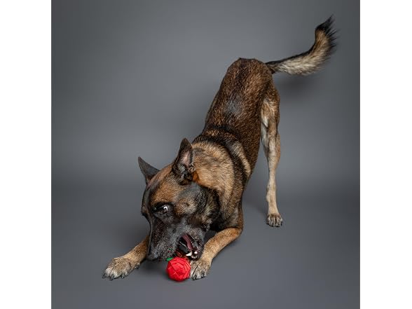 NOAH & PAW Luxury Dog Toy, Cherry