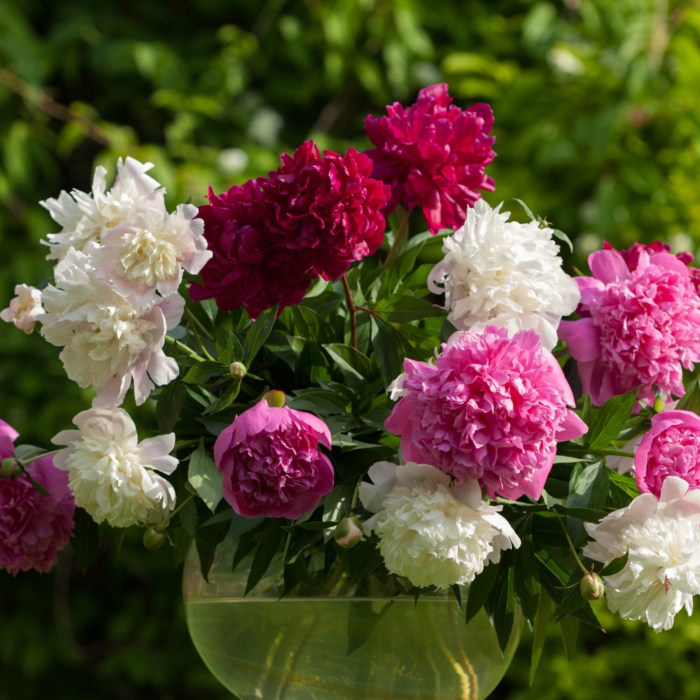 Touch Of ECO Mixed Peonies - Choose Qty - Gallery 9