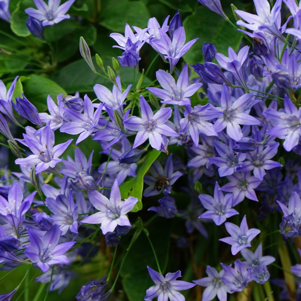 English Garden Flower Mix Collection - Gallery 14