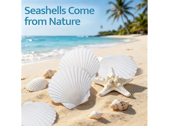 SINKOO 16PCS Natural Scallop Shells 3"-3.5"