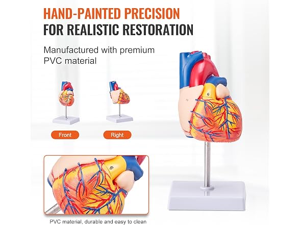 VEVOR Human Heart Model, 2-Part 1:1