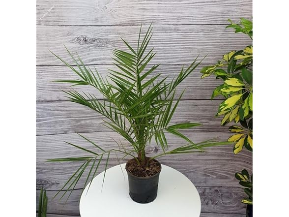 22Day Seeds Miniature Date Palm