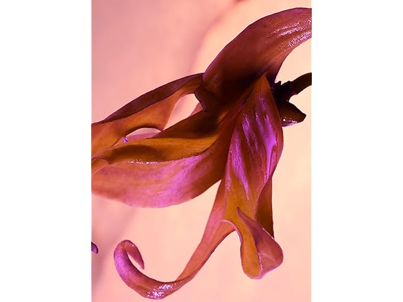 Paco Rabanne Olympea Solar EDP Intense (W) 2.7 oz