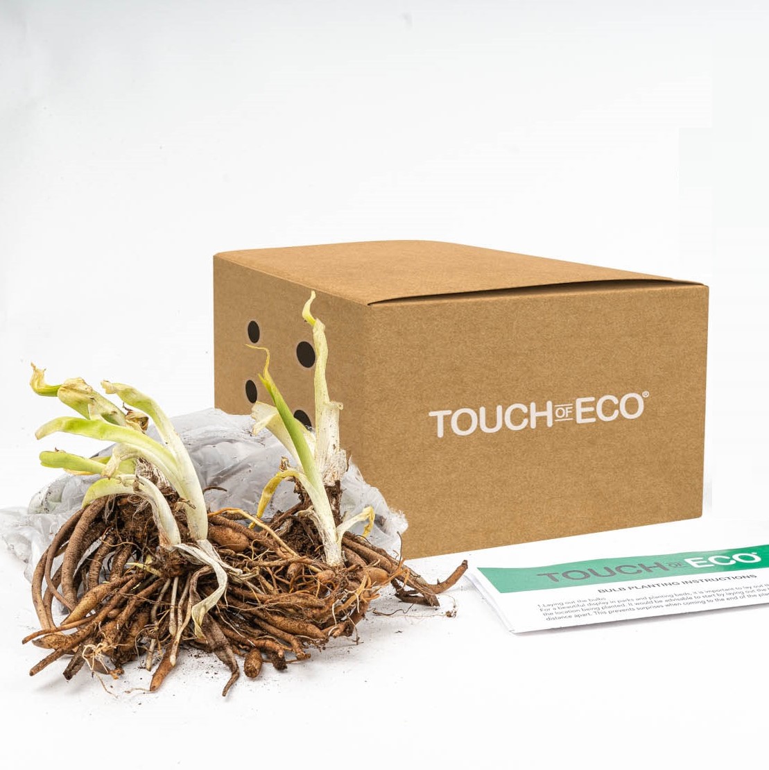 Stella D'Oro Day Lily - 6 Bulbs - Gallery 10