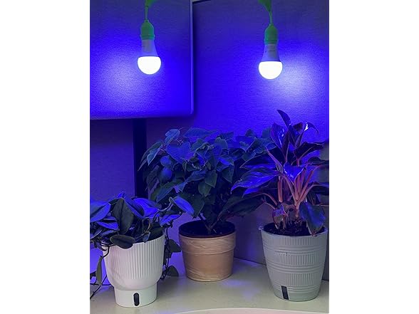 Growing Kit Blue Spectrum 6.5KK