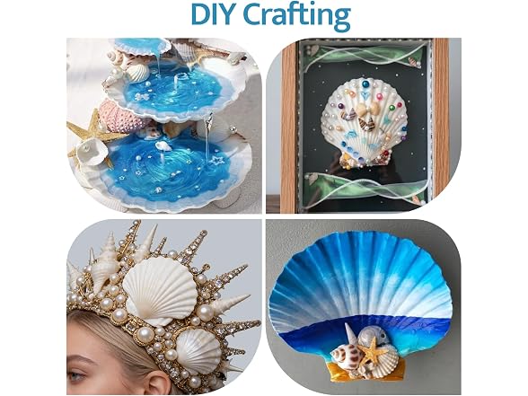 SINKOO 16PCS Natural Scallop Shells 3"-3.5"