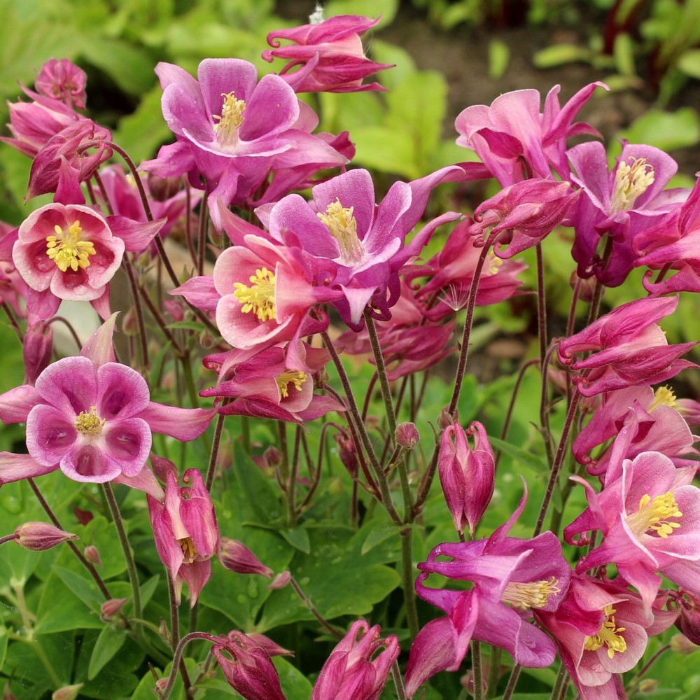 Mixed Columbine - Gallery 8