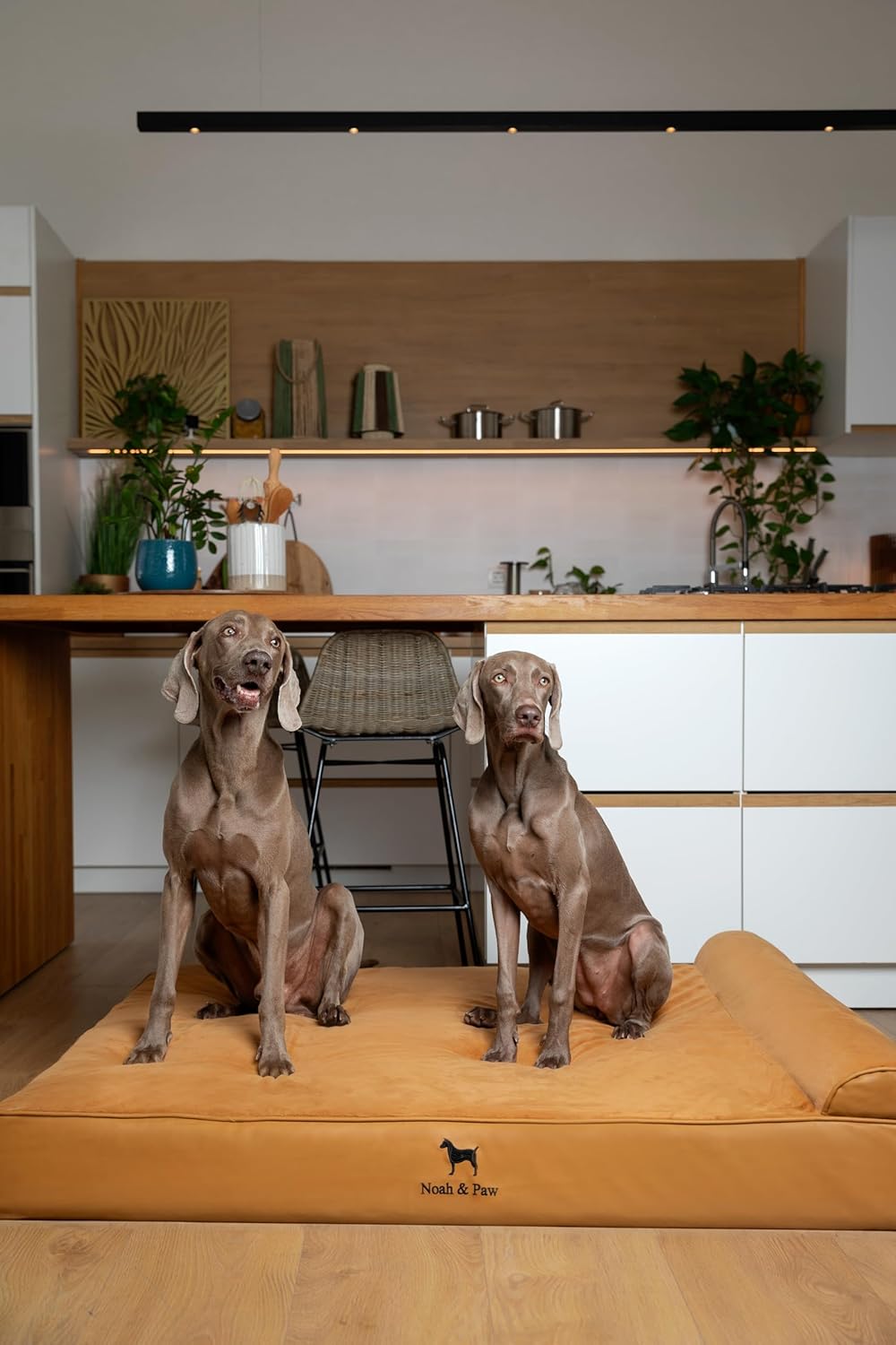 NOAH & PAW Orthopedic Dog Beds- XXLarge - Gallery 14