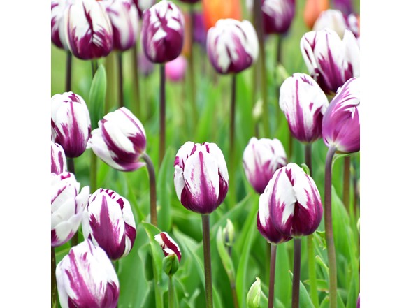 Blueberry Swirl Tulip Flowers