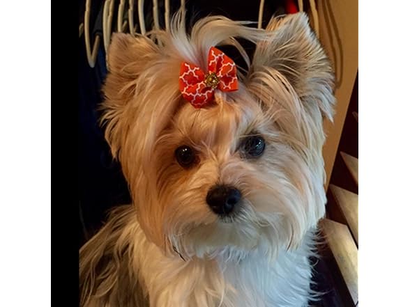 Rimobul 50PCS Yorkie Pet Hair Bows