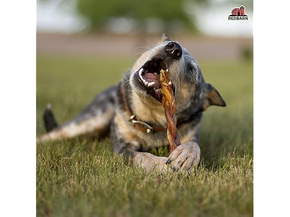 Redbarn Odor Free 7" Braided Bully Stick
