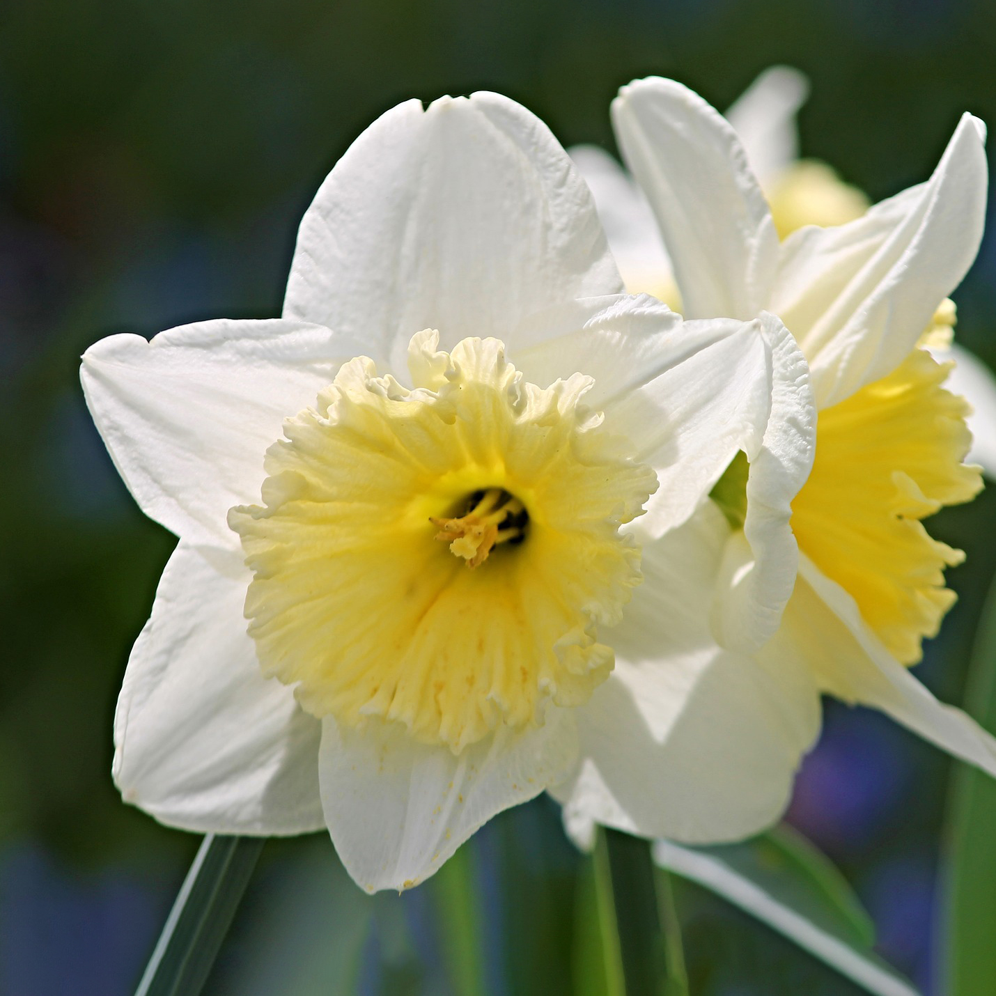 White Lion Daffodil Flowers - Gallery 8