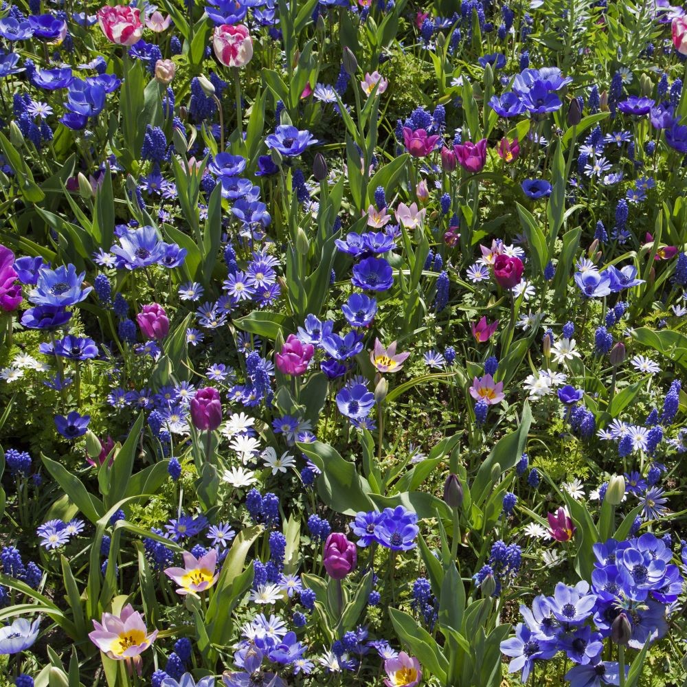 Blue Flower Spring Collection - 40 Bulbs - Gallery 9