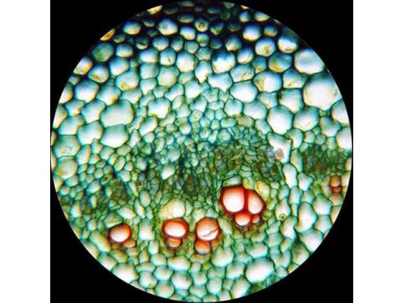 AmScope MU800 NEW 8 MP Microscope Camera