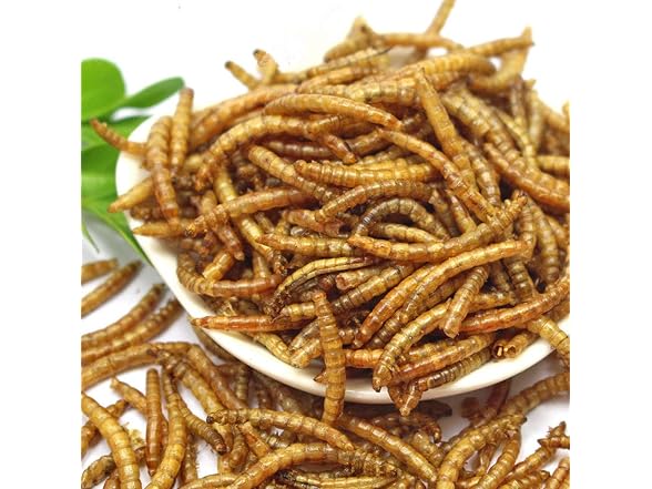 DIIG Non-GMO Dried Mealworms - Treats for Birds