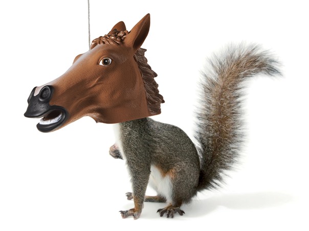 Horse Head Squirrel Feeder