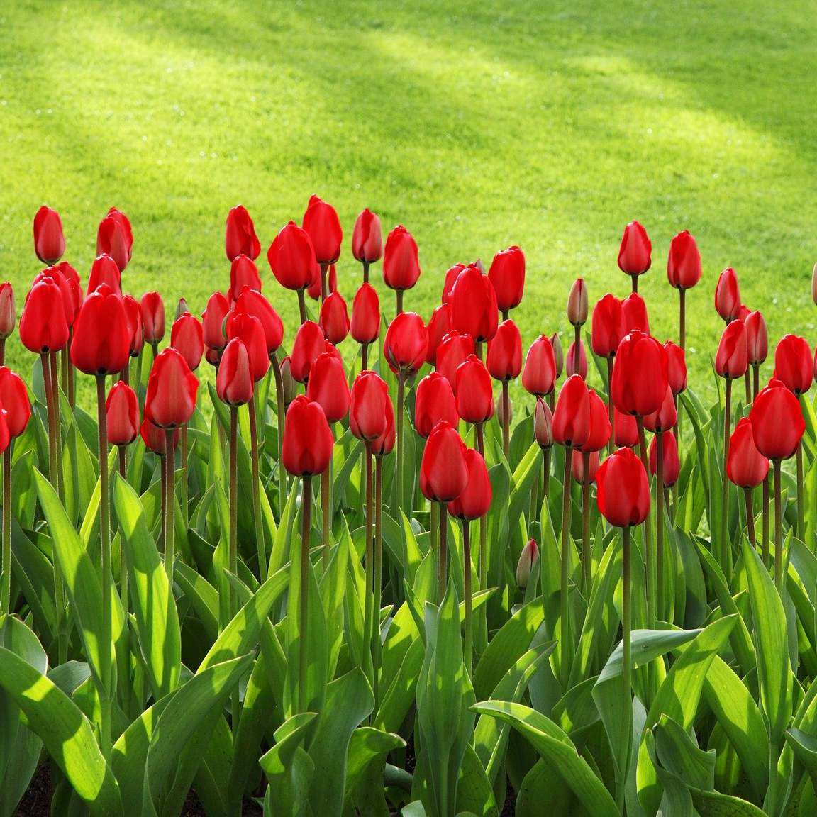 Sky High Scarlet Tulip Flowers - Gallery 7