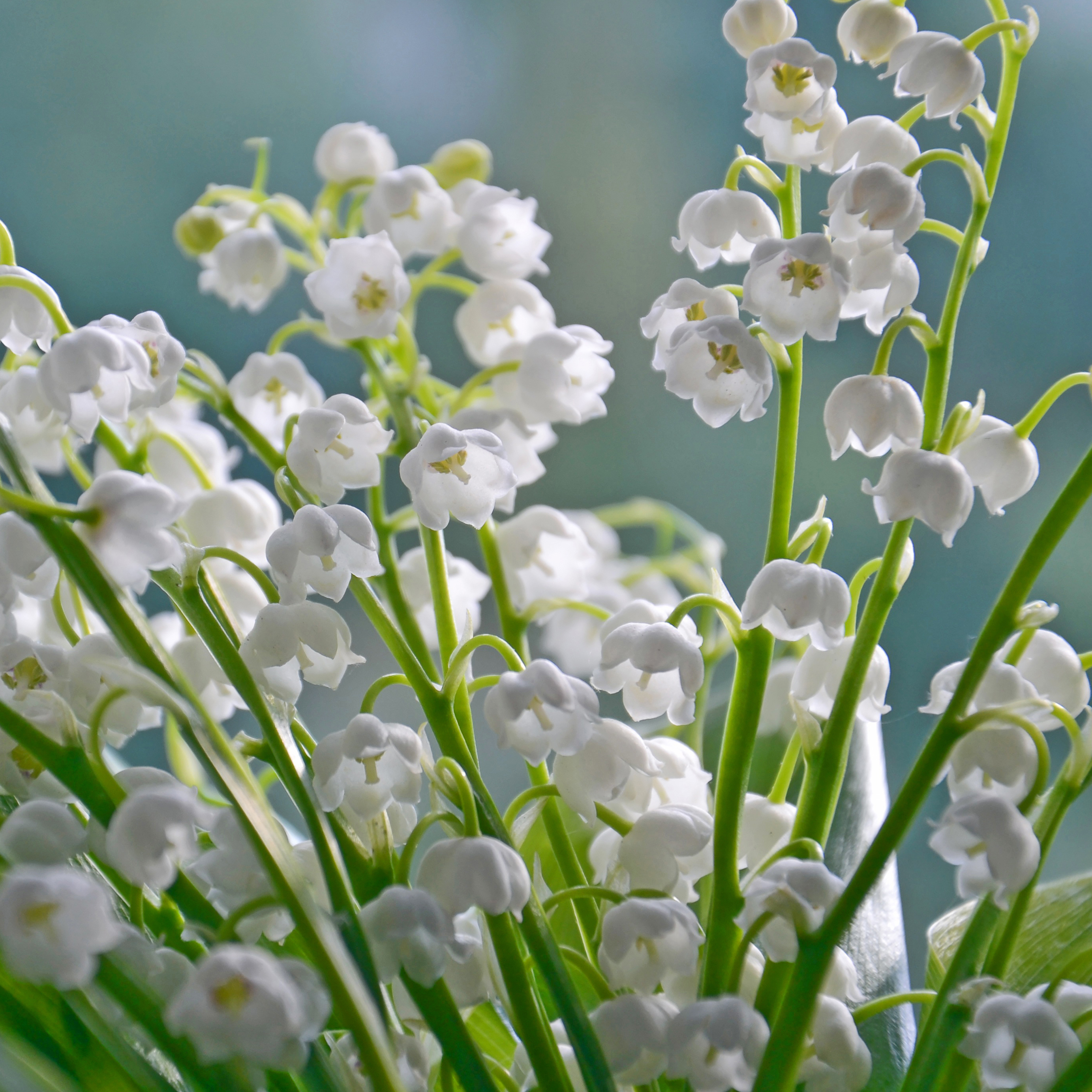 Lily of the Valley Flowers - 12 or 20 Bulbs - Gallery 9