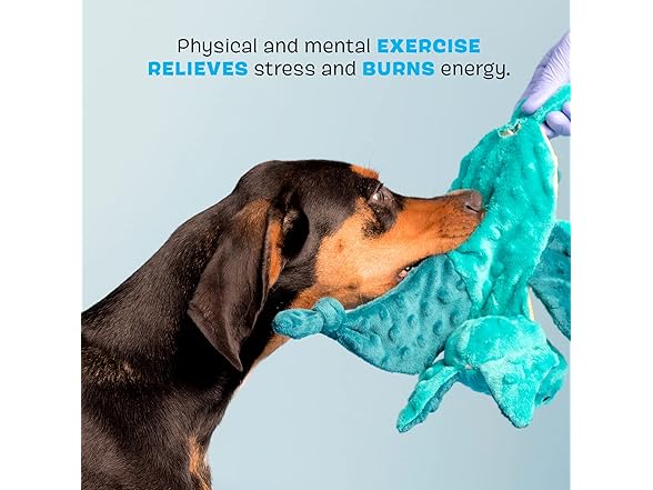 Barkbox Squeaky Dog Toys - Dingbert The Dragon