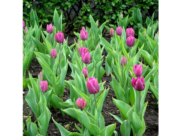 Lavender Triumph Tulip Flowers