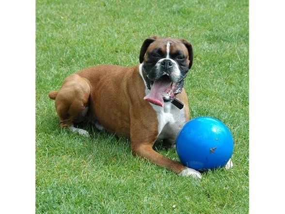 Company of Animals Boomer Ball for Dogs
