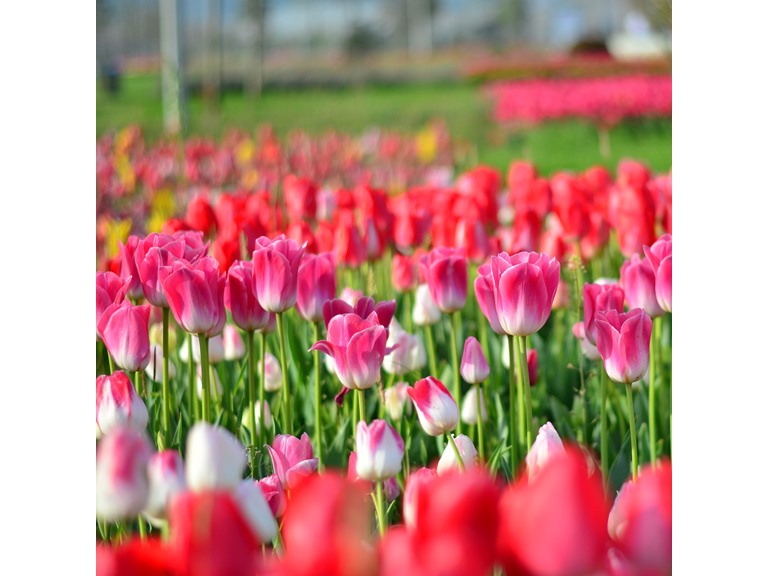 Touch Of ECO 5024 10 Bulbs Tulipa 'Showgirl' Flowers 10 Bulbs Pink  