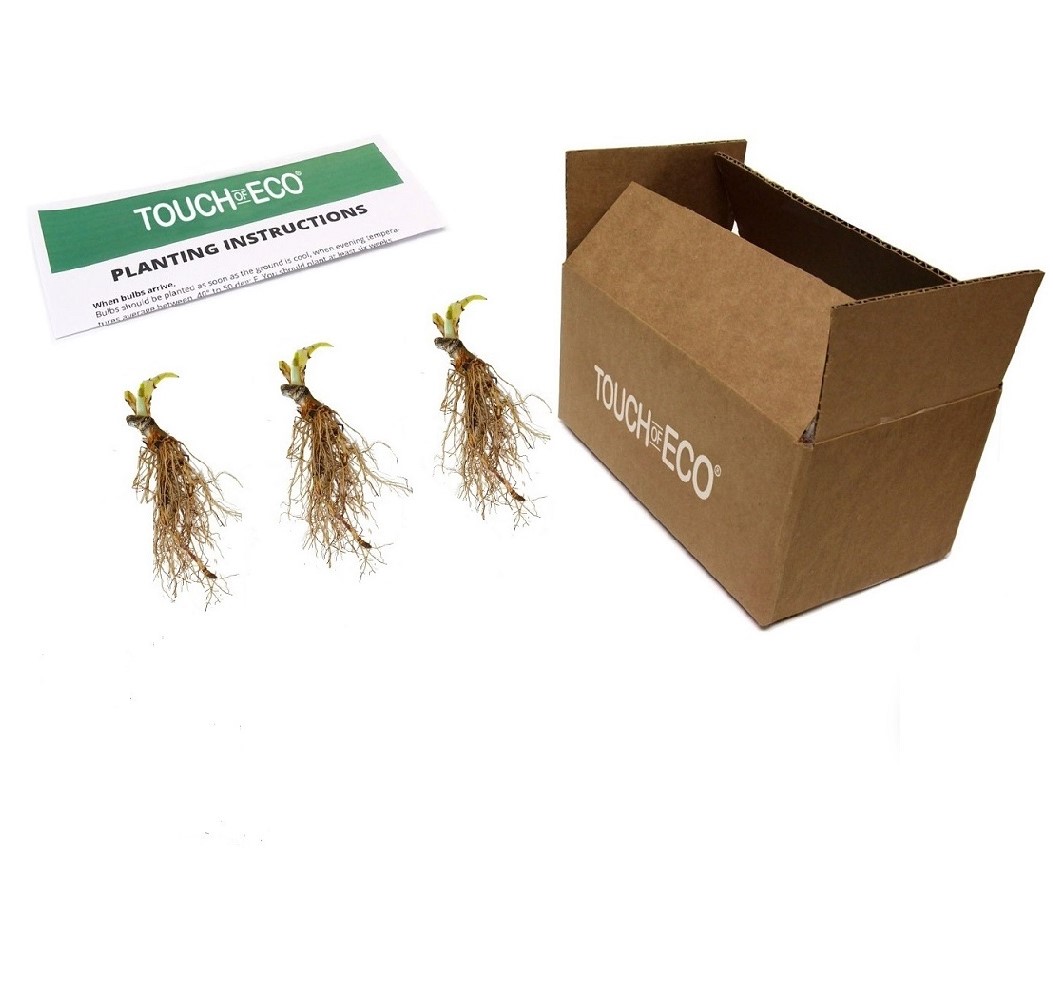 Giant Leaved Hosta - Gallery 8