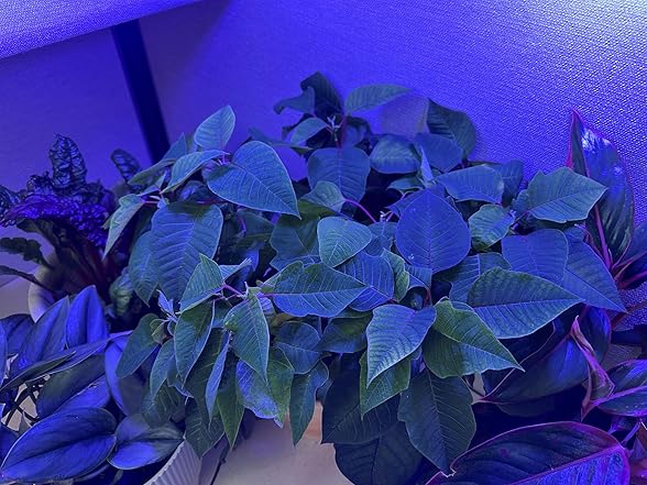 Growing Kit Blue Spectrum 4KK 2pk