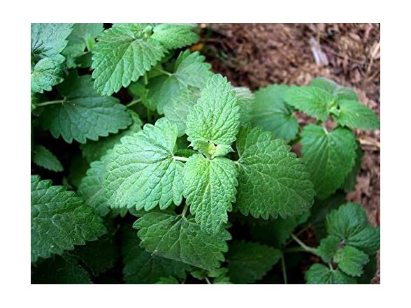 22Day Seeds Catmint Catnip Heirloom