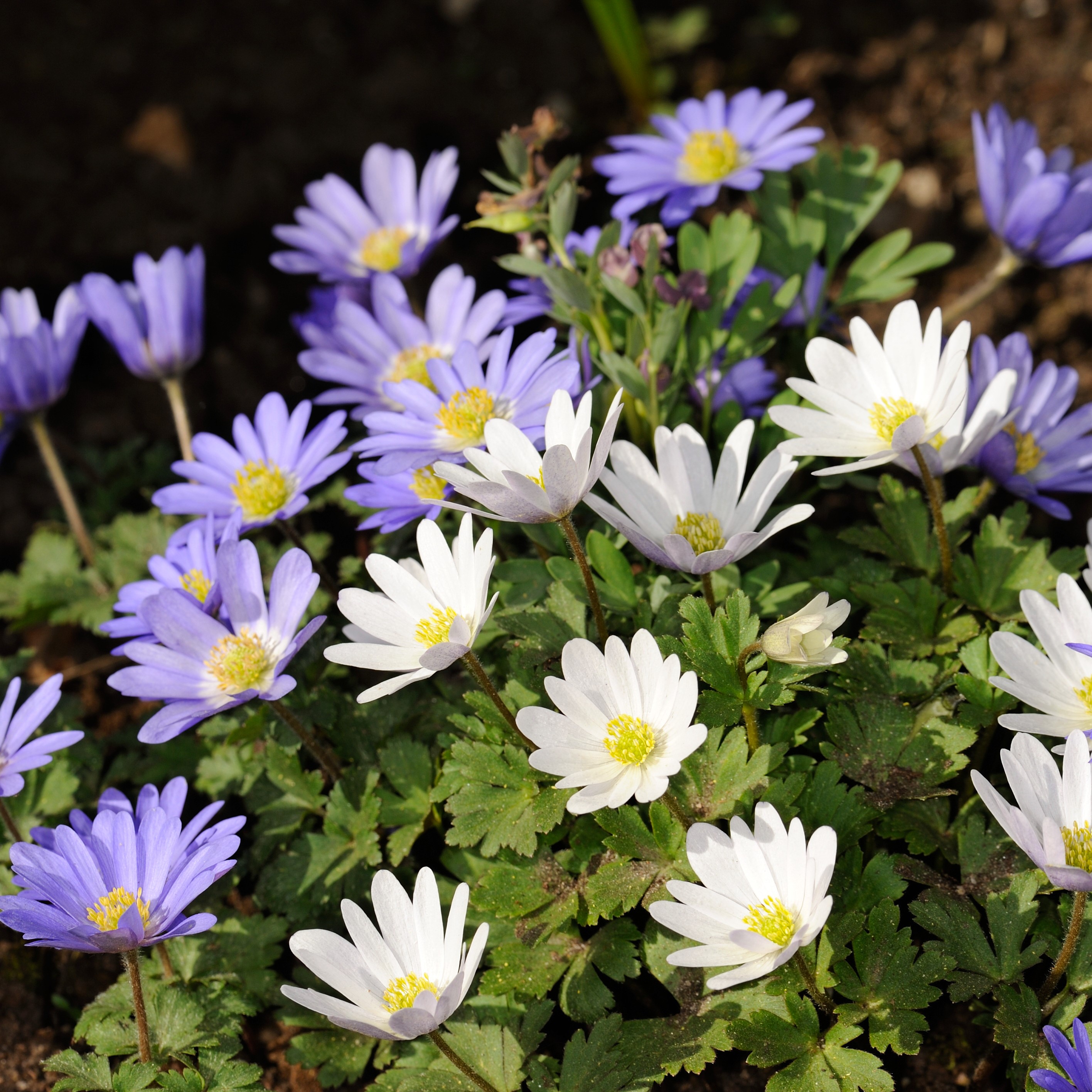 Anemone "Dutch Fireworks" Flower Mix - Gallery 8