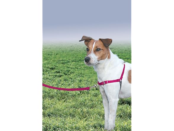 PetSafe Easy Walk Harness, No Pull Dog Harne
