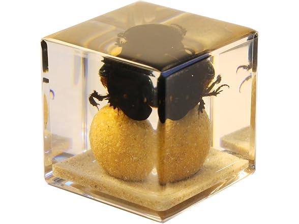 REALBUG Real Dung Beetle Cube