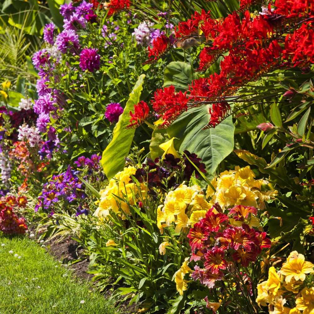 English Garden Flower Mix Collection - Gallery 8