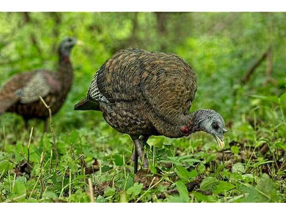 Avian-X LCD Feeder Hen Turkey Decoy Motion System
