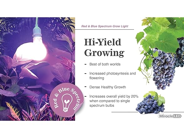 Growing Kit Purple Spectrum 4KK