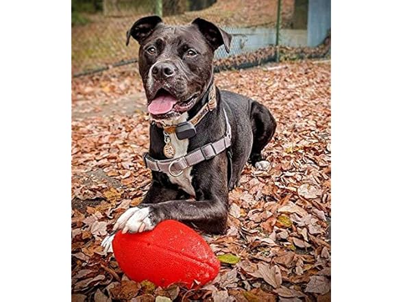 Jolly Pets Football Dog Toy, 8 Inches, Orange