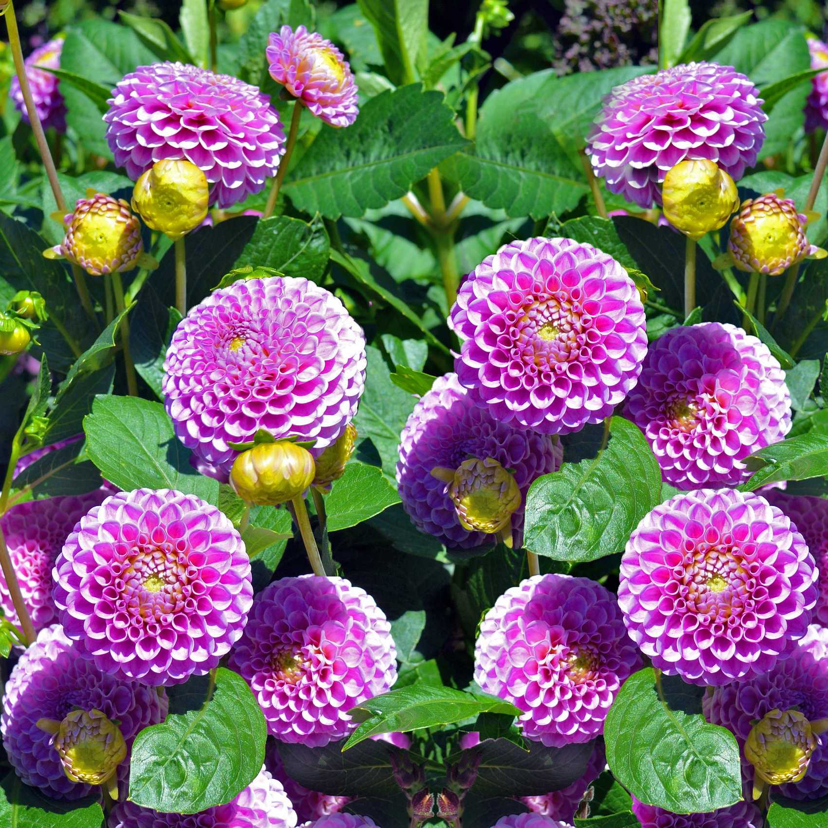 Lilac Dahlias - You Choose - Gallery 6